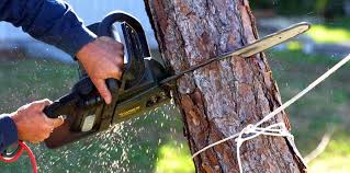 Professional Tree Services in Springfield, TN